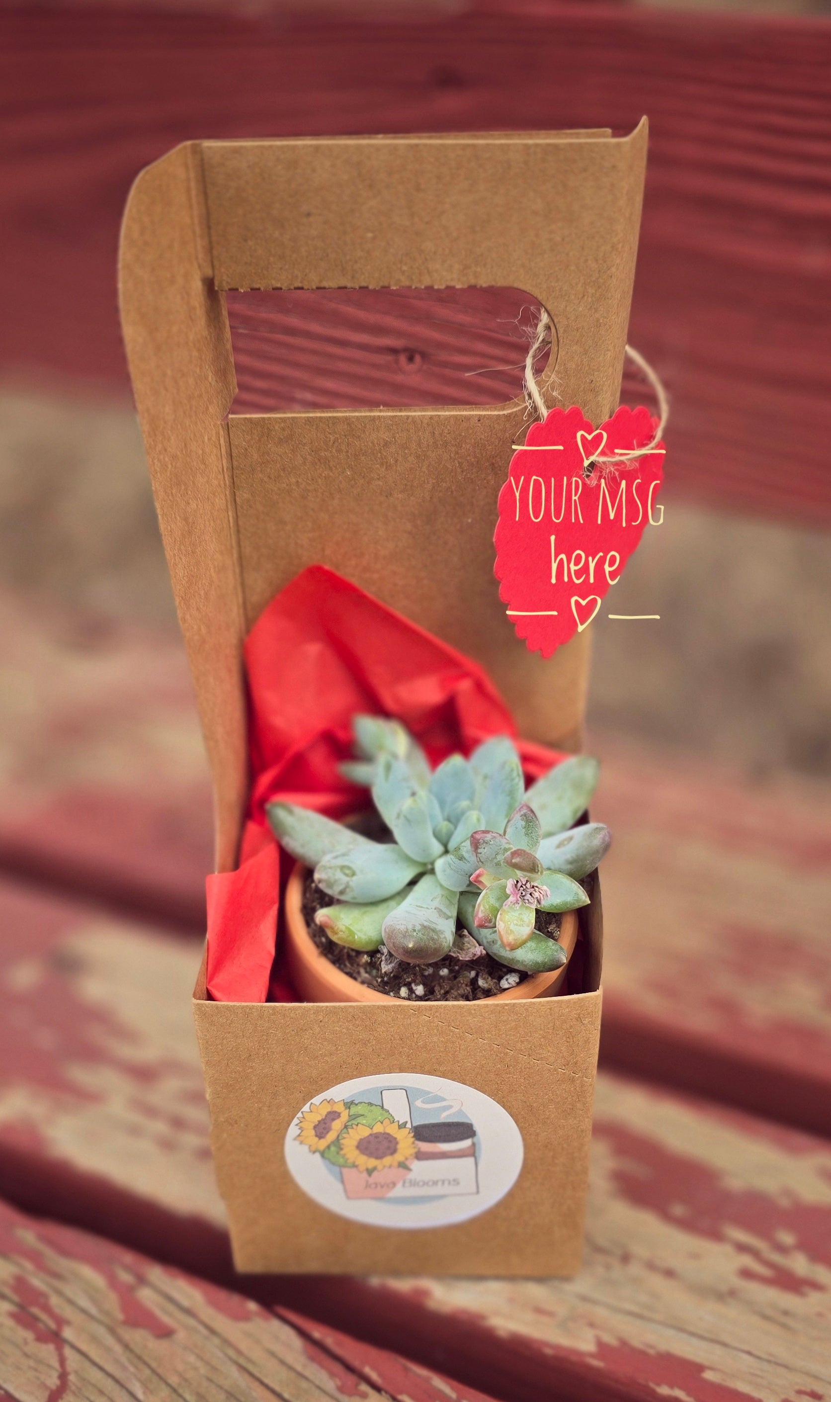 oz succulent Succulent or Cactus Gram w/ 16 oz beverage