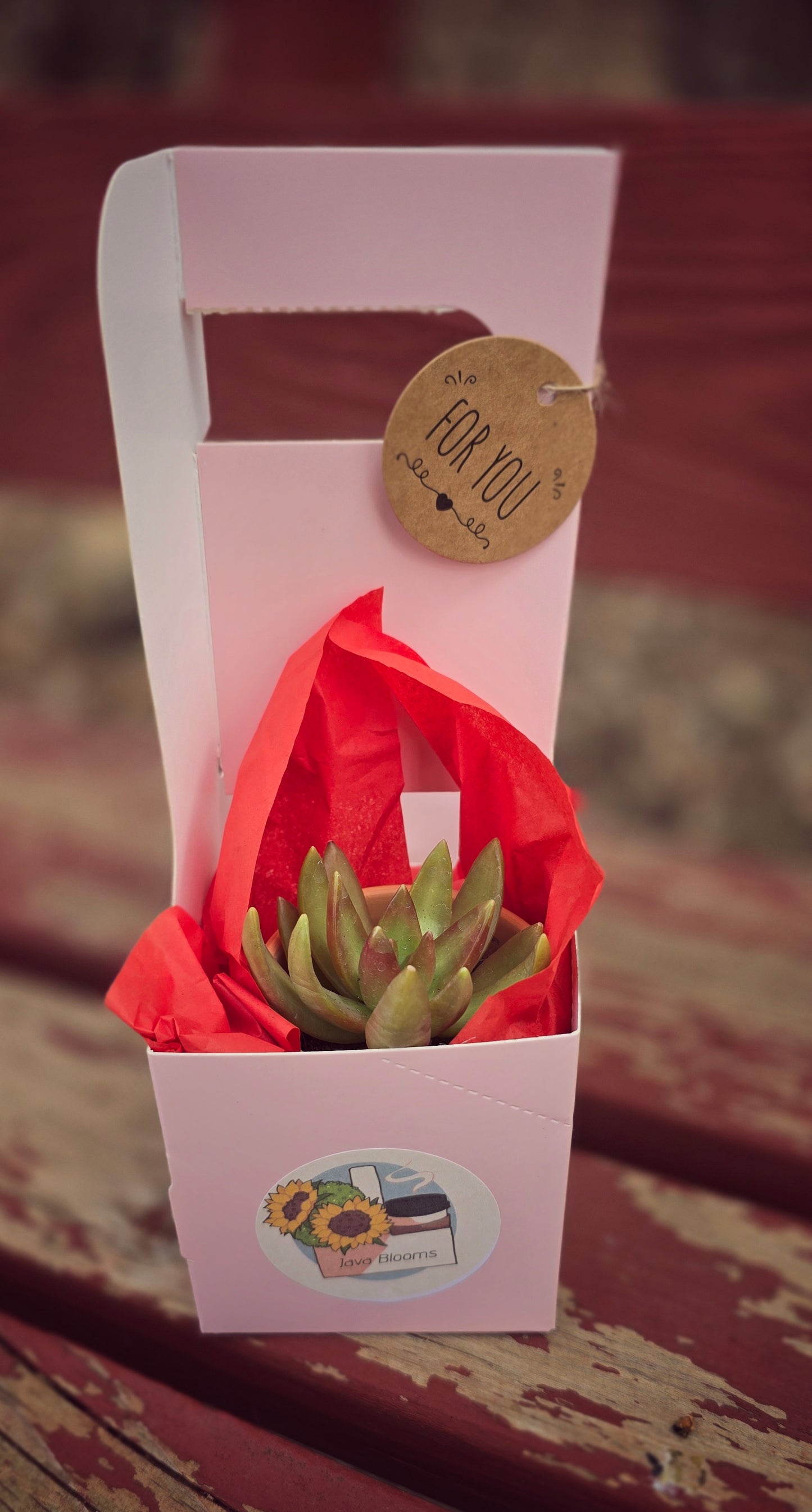 Succulent Gram w/ 16 oz beverage